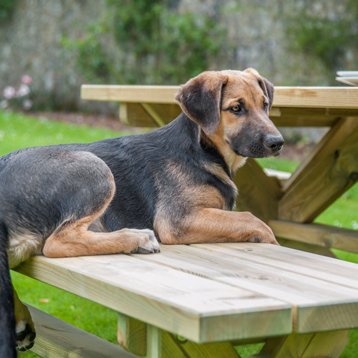 Dog laying on Alexander Rose Pine Farmers Bench 6ft