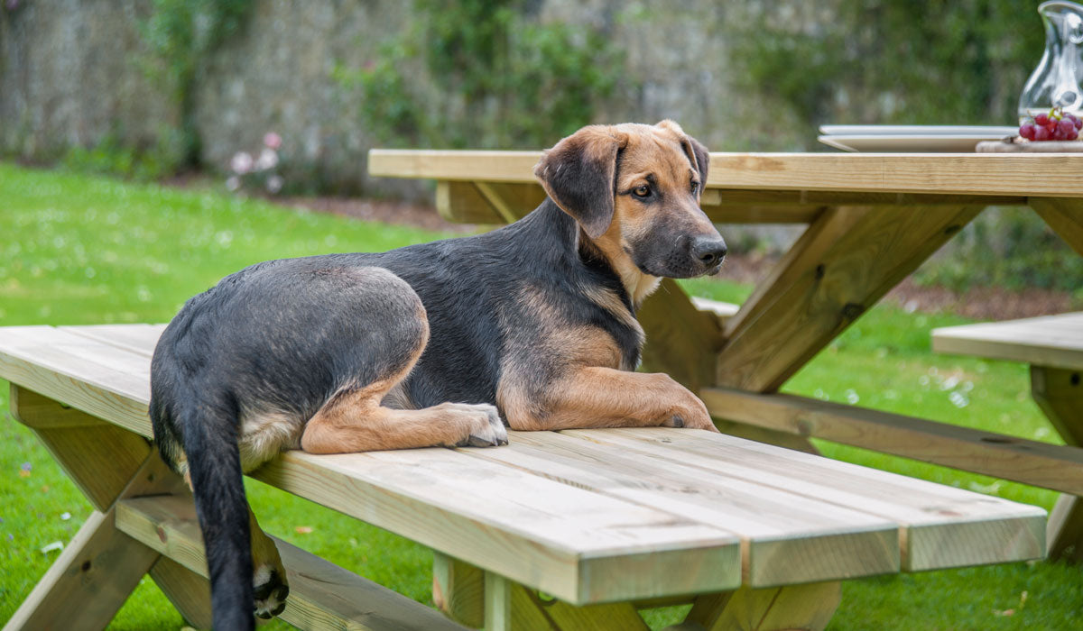 Dog laying on Alexander Rose Pine Farmers Bench 6ft