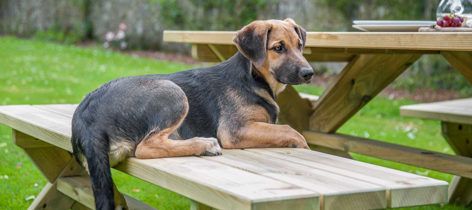 dog on quality garden furniture