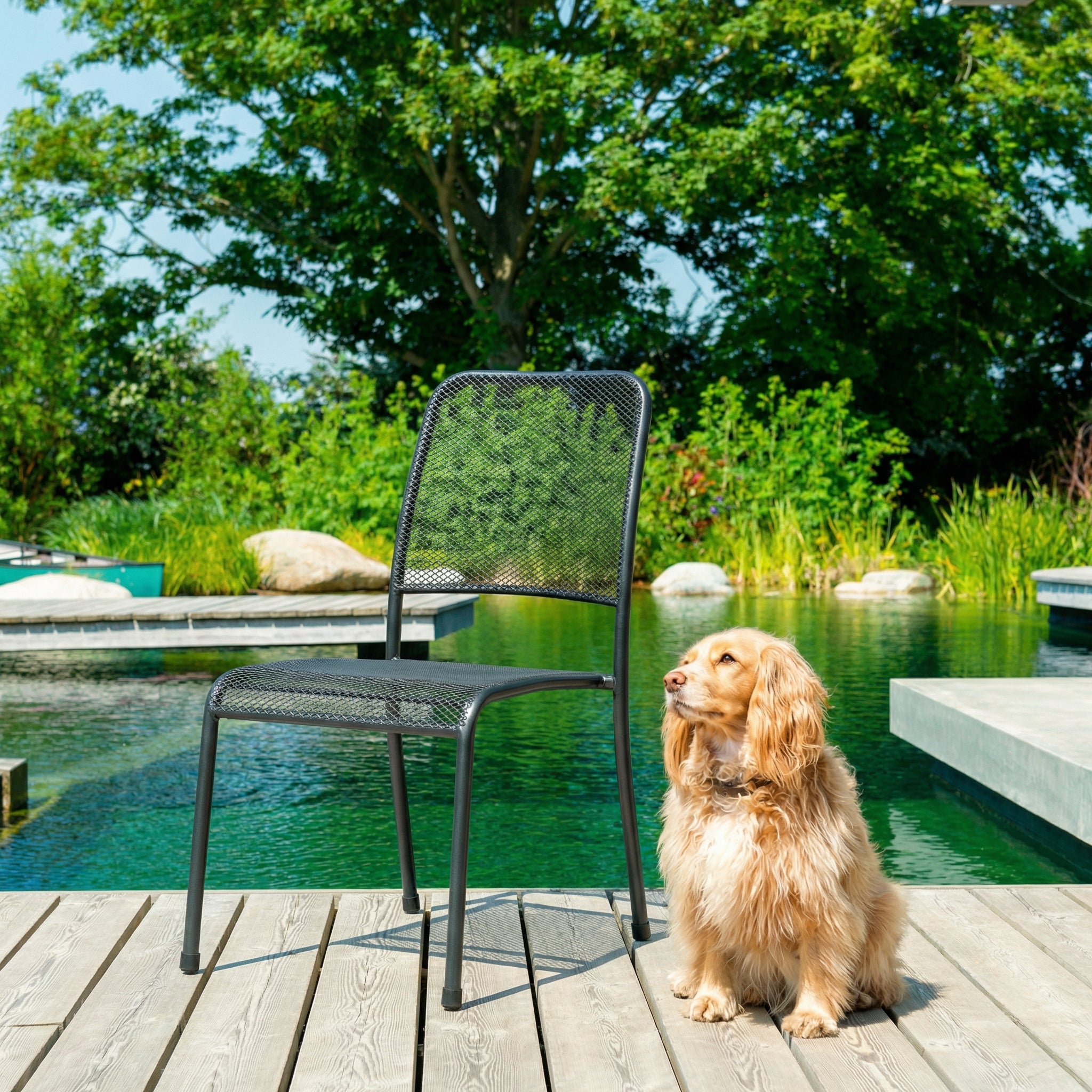 Dog sitting on a wooden deck by a pool with a chair nearby