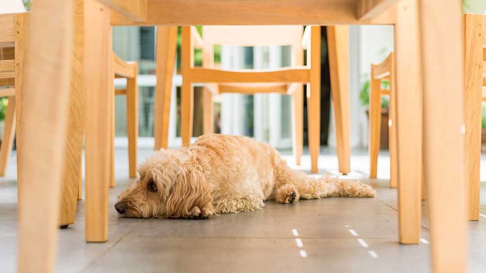 Photo of dog under dining table