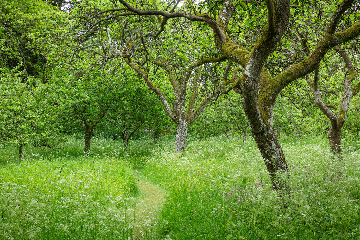 trees in a green and lush forest